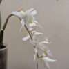 Coelogyne x granulosa - Image 2