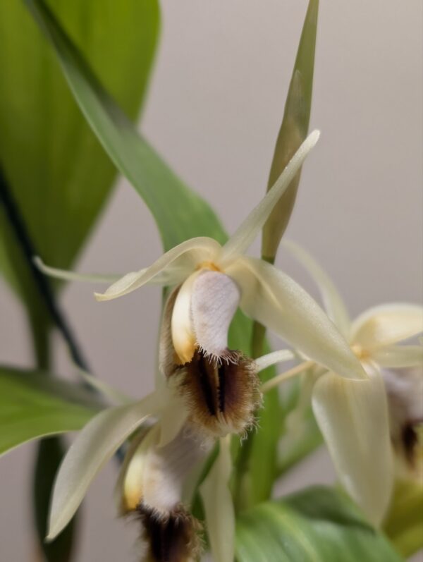 Coelogyne barbata x fimbriata - Image 5