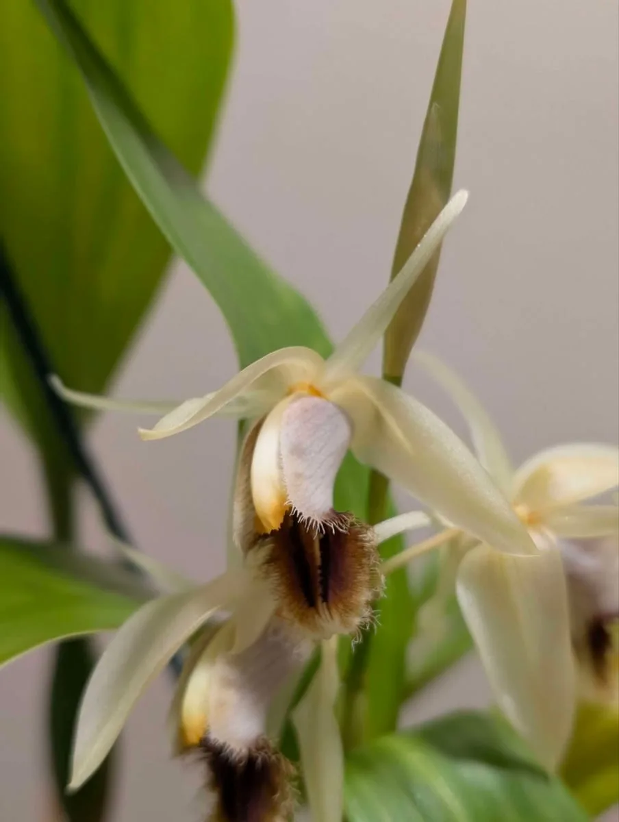 Coelogyne barbata x fimbriata - Image 2