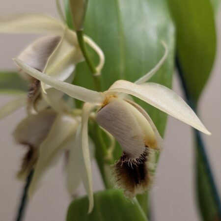 Coelogyne barbata x fimbriata
