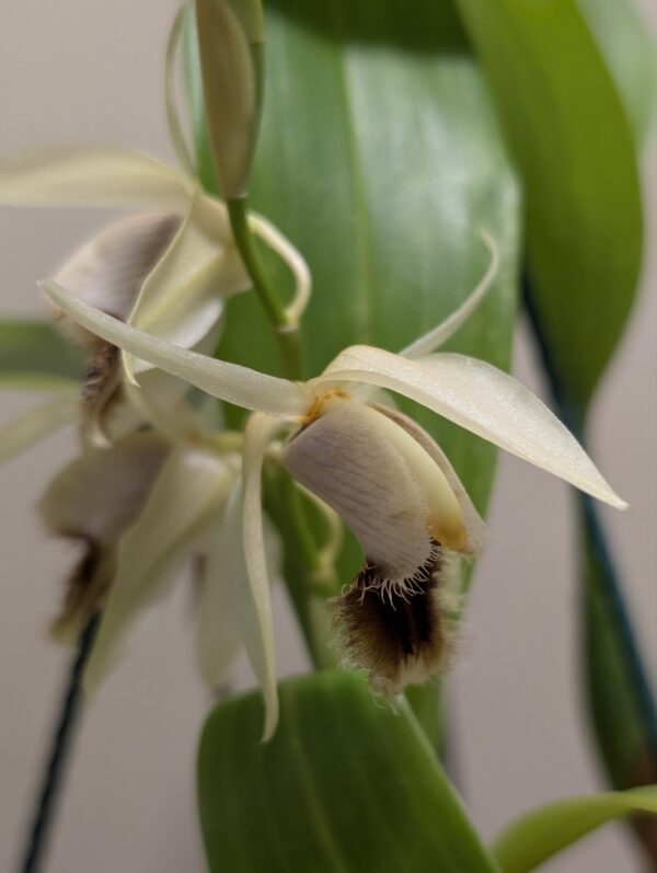 Coelogyne barbata x fimbriata