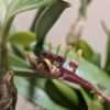 Bulbophyllum falcatum - Image 5