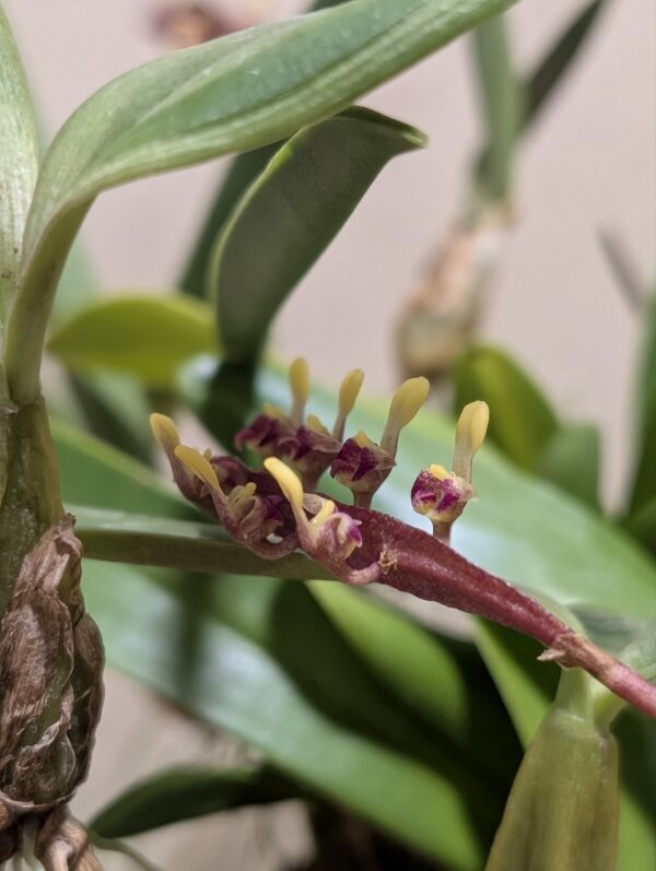 Bulbophyllum falcatum - Image 5