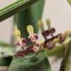 Bulbophyllum falcatum