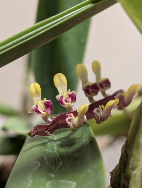 Bulbophyllum falcatum