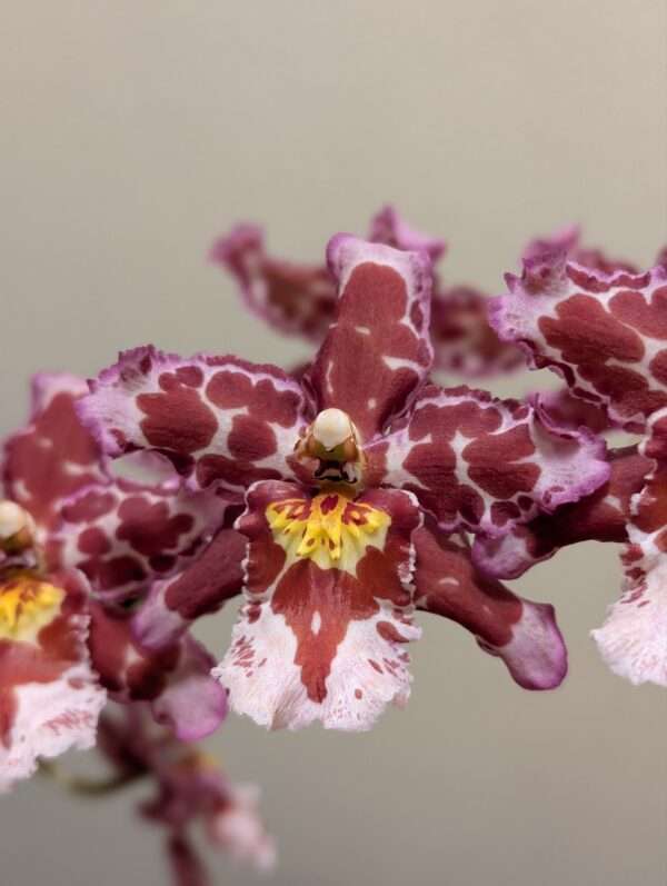 Oncostele Eye Candy 'Pinkie'
