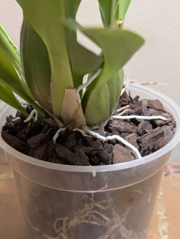 Oncostele Eye Candy 'Pinkie' - Image 4
