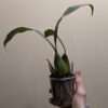 Coelogyne x granulosa