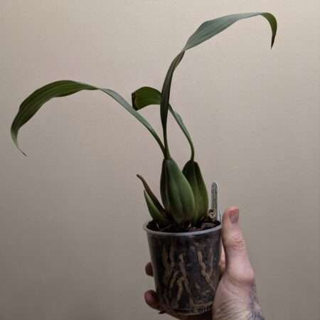 Coelogyne x granulosa