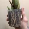 Coelogyne x granulosa - Image 3