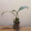 Coelogyne x granulosa - Image 2