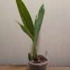 Coelogyne  Taicia - Image 2