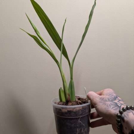 Coelogyne  Taicia
