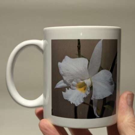 Dendrobium infundibulum Mug