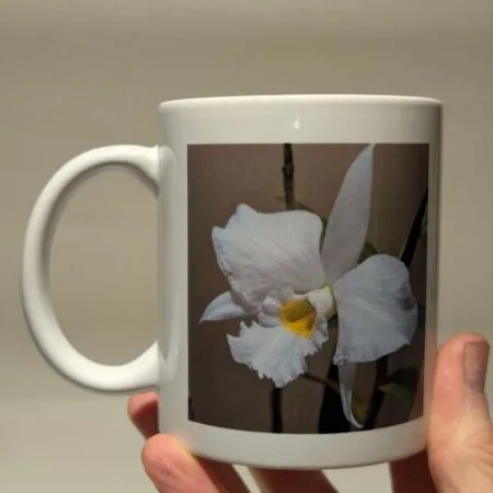Dendrobium infundibulum Mug