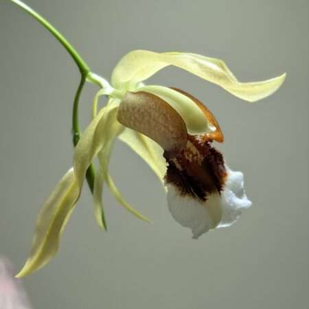 Coelogyne Taicia 9cm