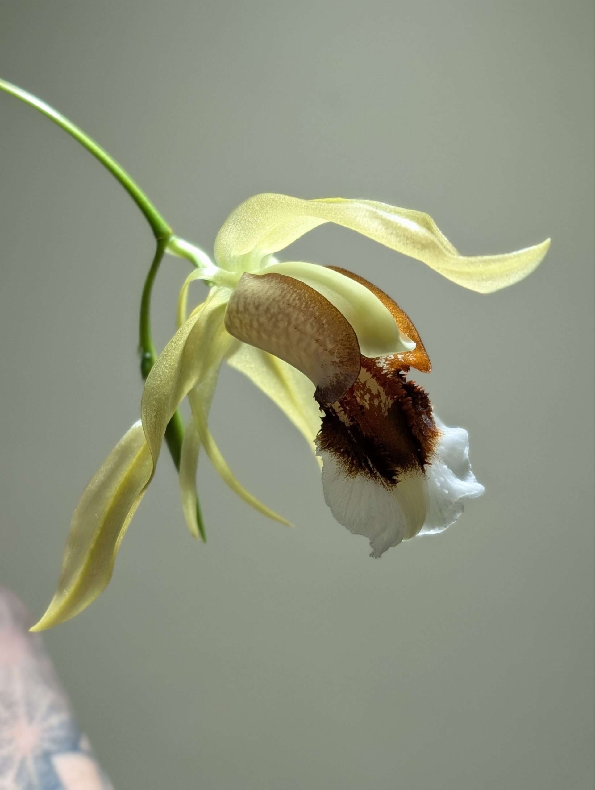 Coelogyne Taicia 12cm
