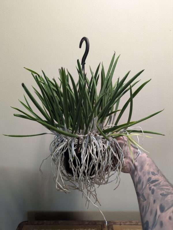Brassavola nodosa - Image 2