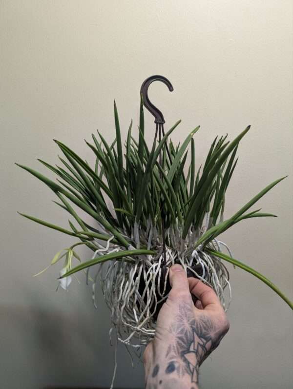 Brassavola nodosa - Image 3