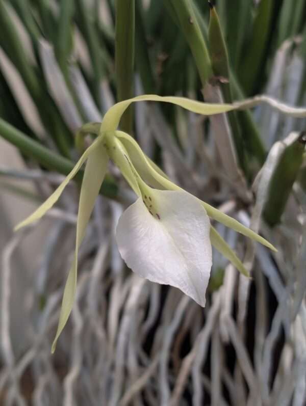 Brassavola nodosa