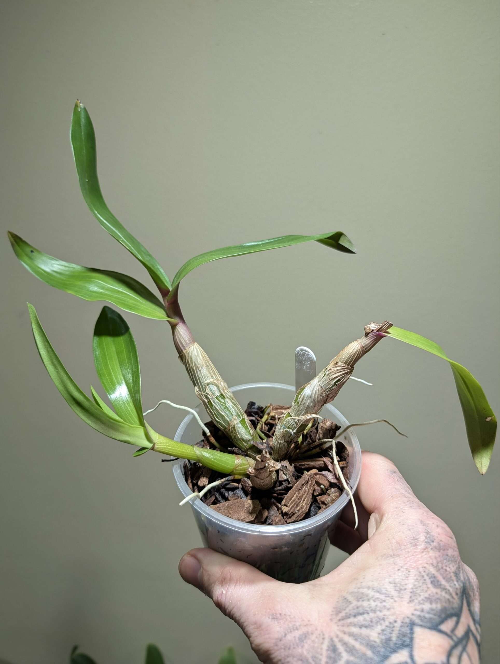 Dendrobium Hibiki 9cm - Image 2