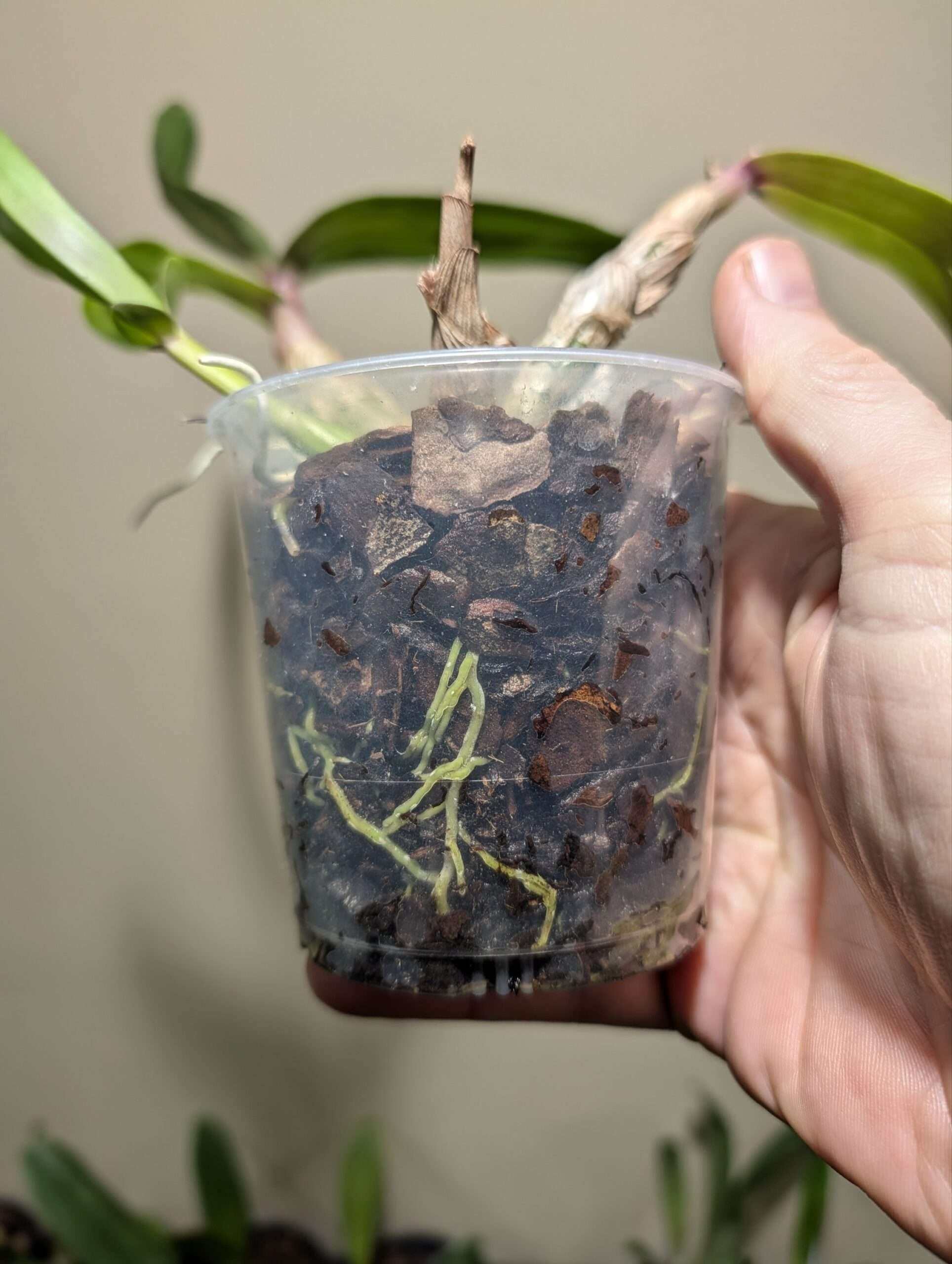 Dendrobium Hibiki 9cm - Image 3