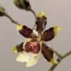 Oncidium Jungle Monarch