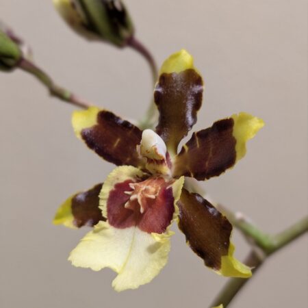 Oncidium Jungle Monarch