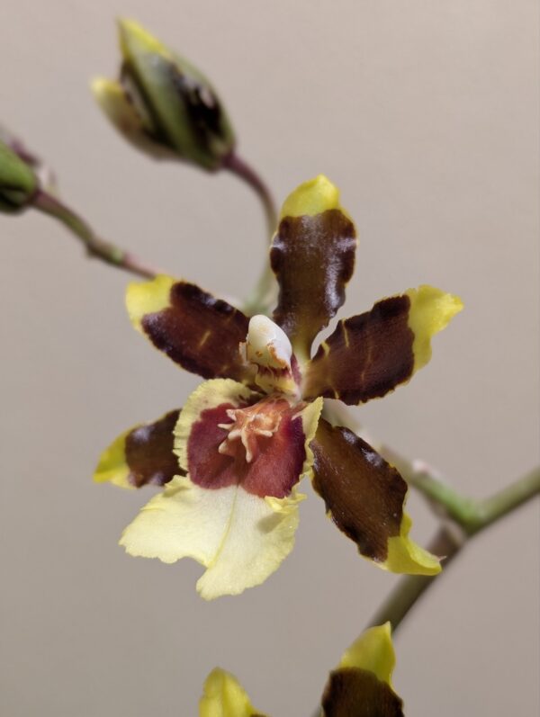Oncidium Jungle Monarch
