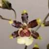 Oncidium Jungle Monarch - Image 2