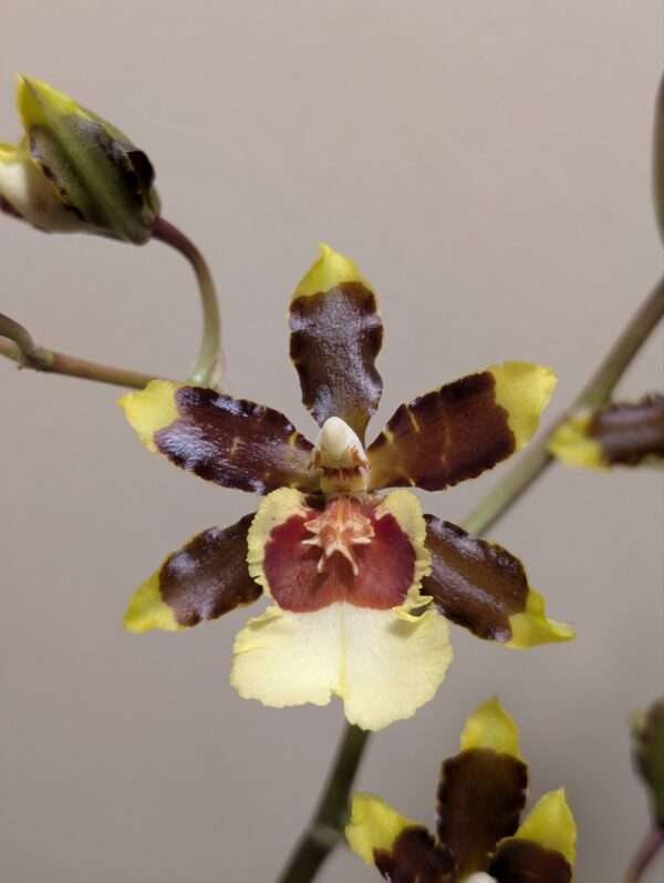 Oncidium Jungle Monarch - Image 2
