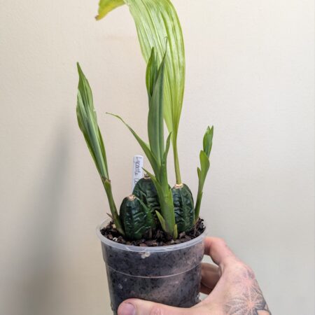 lycaste consobrina