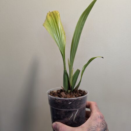 Coelogyne  rumphii