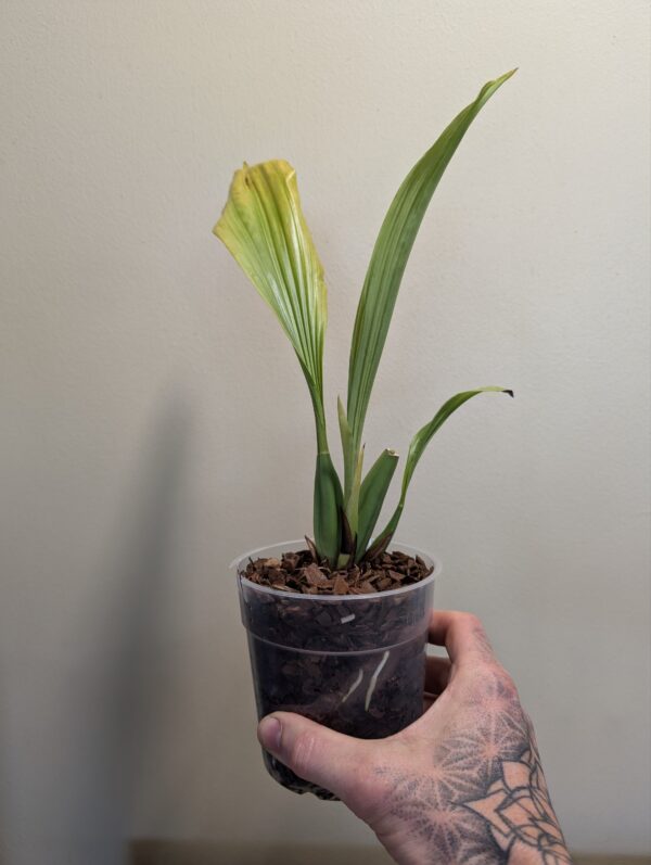 Coelogyne  rumphii