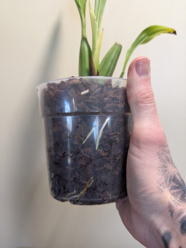 Coelogyne  rumphii - Image 2