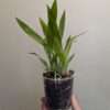 Gomesa crispa - Image 2