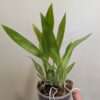 Gomesa crispa