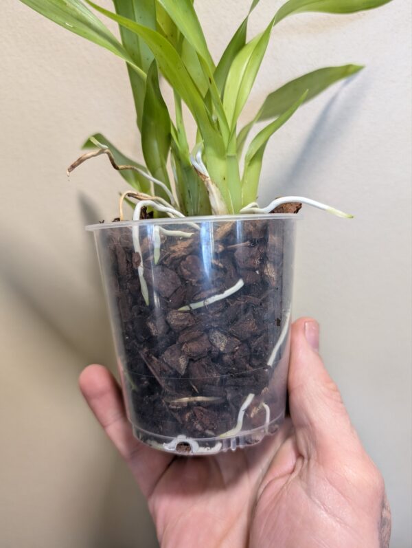 Gomesa crispa - Image 3