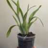 Oncidium Jungle Monarch - Image 4