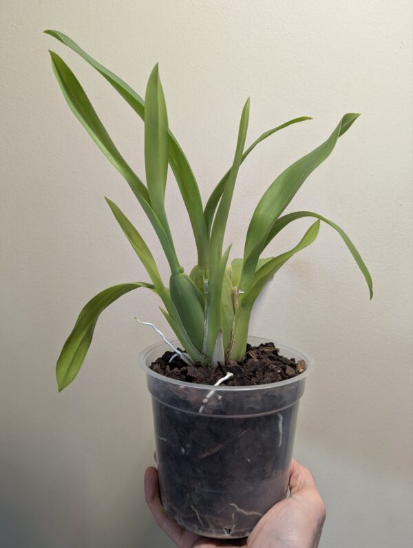 Oncidium Jungle Monarch - Image 4