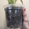 Oncidium Jungle Monarch - Image 3