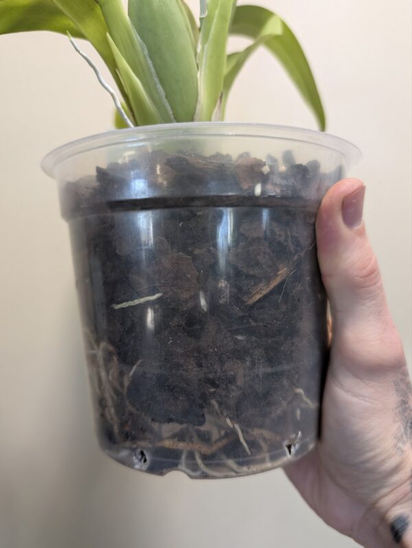 Oncidium Jungle Monarch - Image 3