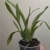 Oncidium Jungle Monarch - Image 5