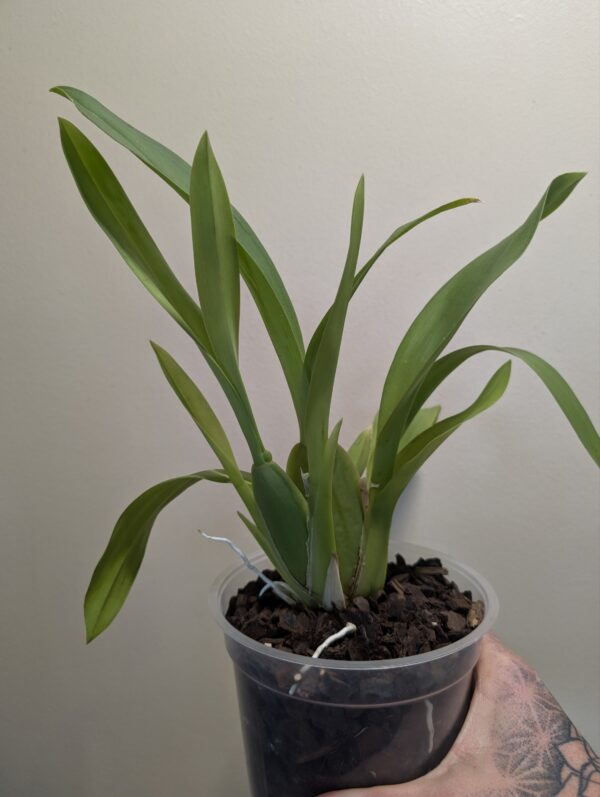 Oncidium Jungle Monarch - Image 5