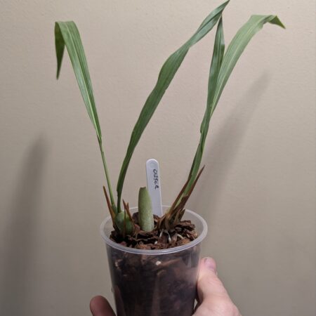 Dendrochilum simile