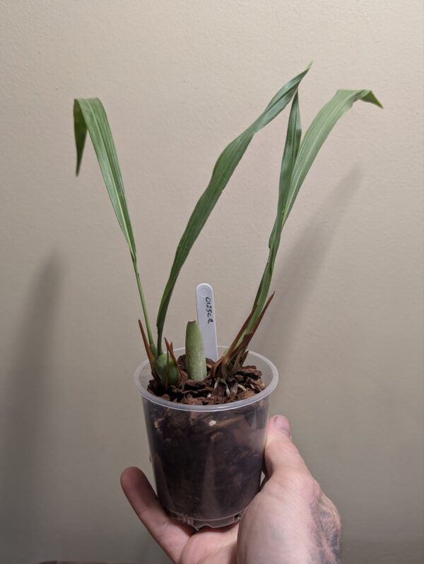 Dendrochilum simile