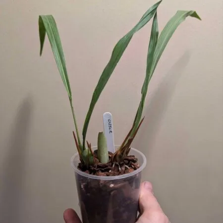 Dendrochilum simile