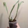 Dendrochilum simile - Image 2