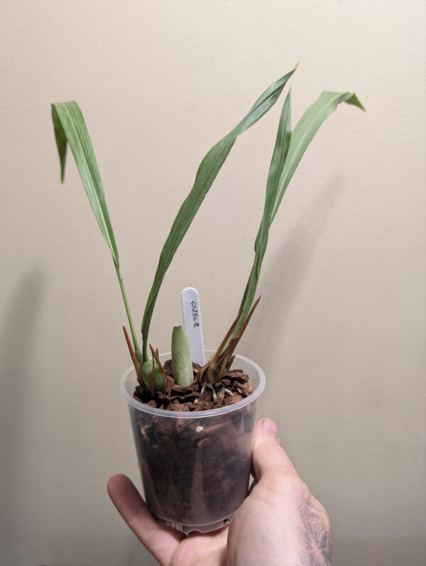 Dendrochilum simile - Image 2