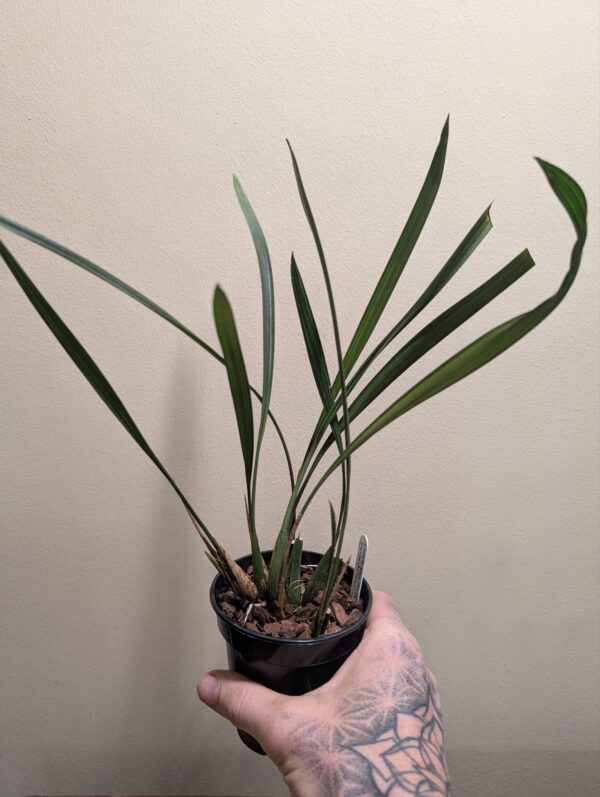 Dendrochilum yuccifolium